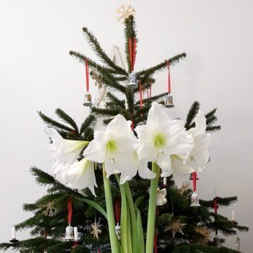 Amaryllis-Blüten vor dem Weihnachtsbaum